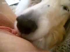 Obediently, the dog licks the bawdy cleft of his master.